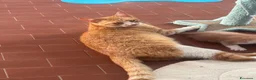 Meticcio gatti in regalo: Elisa, tenera giovanissima mamma - Annuncio 4
