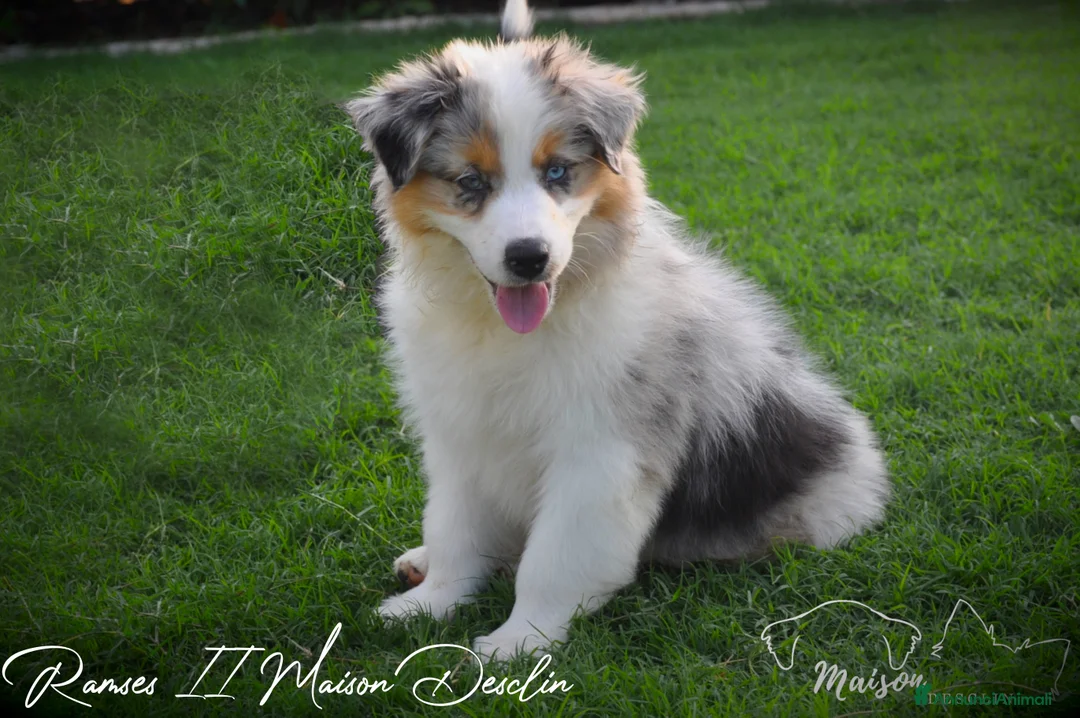 Immagine della galleria {{count}}