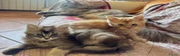 Maine Coon gatti in vendita: MAINE COON RED-WHITE PEDIGREE RIPRODUZIONE 3 rate  - Annuncio 13