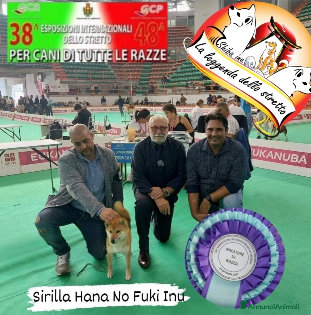 Shiba Inu cani in vendita: Shiba inu recupero spese - Annuncio 2