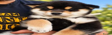 Shiba Inu 3