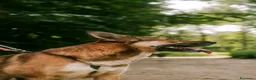 Meticcio cani in regalo: Anais, la nostra splendida lupetta - Annuncio 2