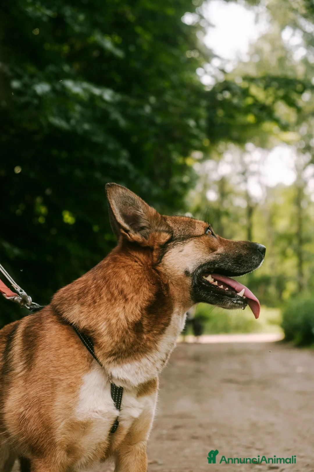 Meticcio cani in regalo: Anais, la nostra splendida lupetta - Annuncio 2