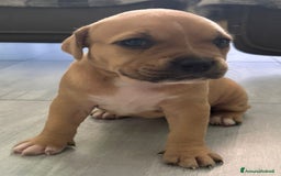 American Staffordshire cani in vendita: Cuccioli amstaff pitbull a Provincia del Verbano-Cusio-Ossola - Immagine 13
