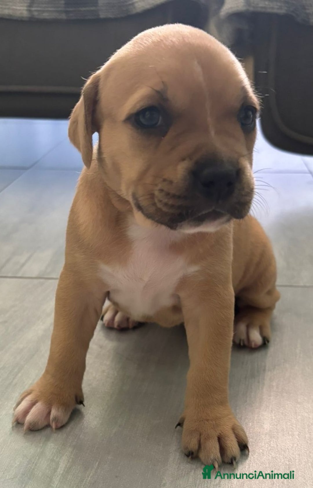 American Staffordshire cani in vendita: Cuccioli amstaff pitbull a Provincia del Verbano-Cusio-Ossola - Immagine 13