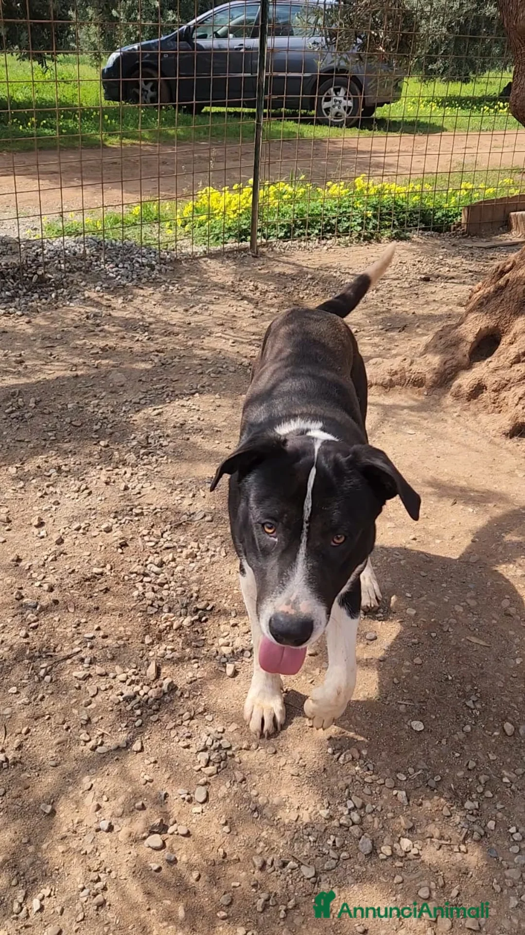 Meticcio cani in regalo: Drago mix Pitbull 11mesi SOS CASA CALABRIA - Annuncio 10