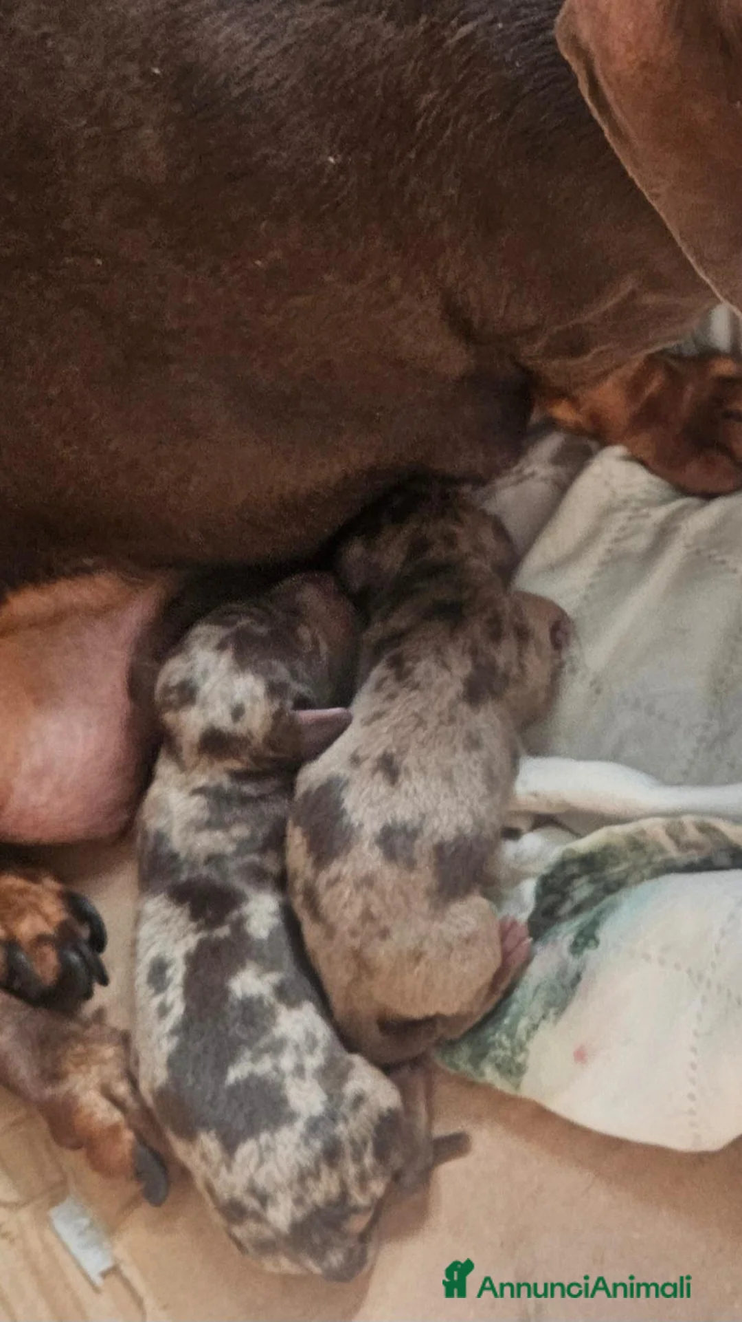 Bassotto Nano cani in vendita: Bassotto nano arlecchino cioccolato - Annuncio 2