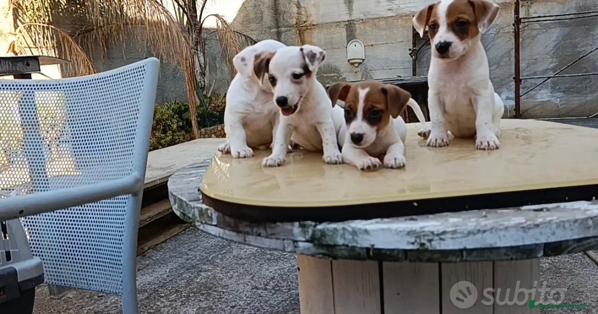 Jack Russell cani Jack russell zampa corta - Annuncio 5