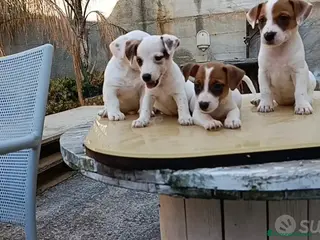 Jack Russell cani Jack russell zampa corta - Annuncio 5
