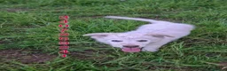 Meticcio cani in regalo: GAIA 🩷-cucciola mix pastore dolcissima,cerca casa - Annuncio 4