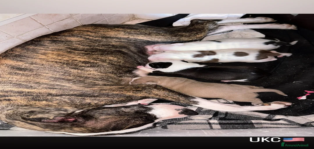 Immagine della galleria {{count}}