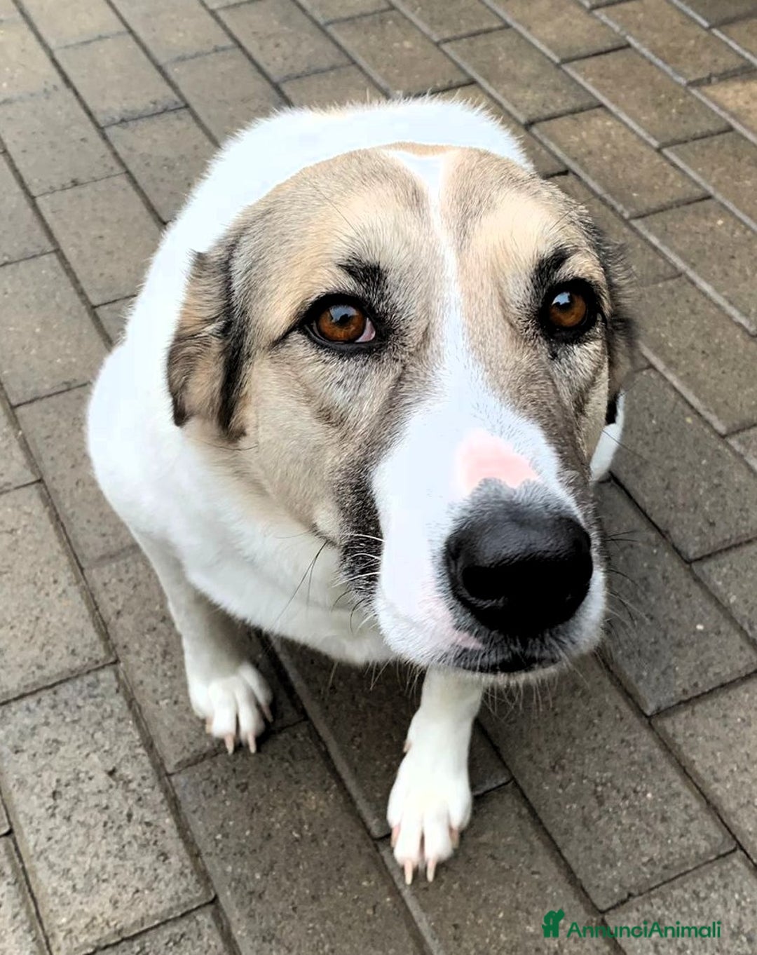 Meticcio cani in regalo: COCA DOLCE CAGNOLINA - Annuncio 3