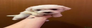 Maltese 1