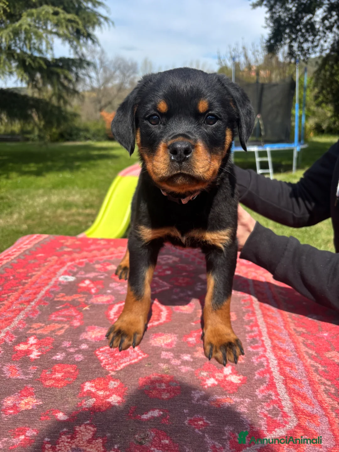 Immagine della galleria {{count}}