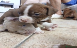 Pitbull cani in vendita: PITBULL a Città Metropolitana di Torino - Immagine 1