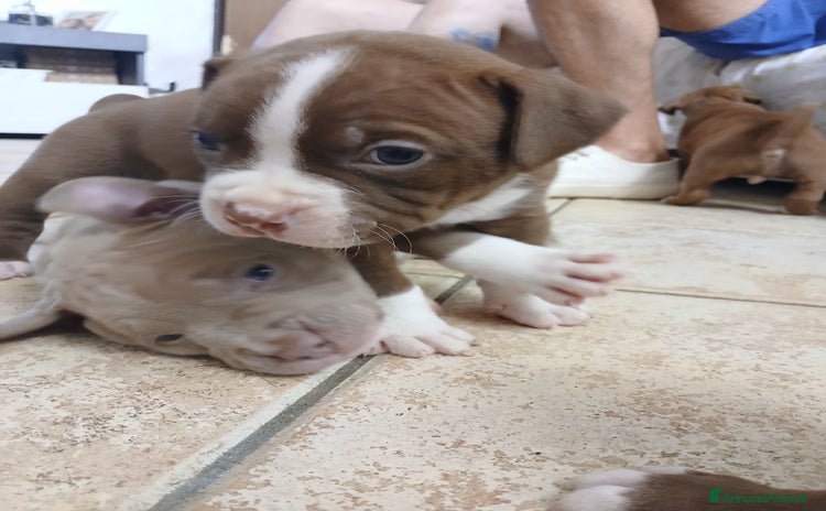 Pitbull cani a Città Metropolitana di Torino - Annuncio 2