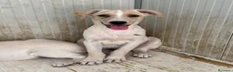 Meticcio cani in regalo: Harry  a Provincia di Barletta-Andria-Trani - Annuncio 1