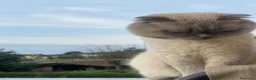 Scottish gatti per accoppiamento: Cerchiamo gatta british/scottish straight  - Annuncio 7