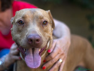 Pitbull cani KIRA DAL DIVANO AL CANILE, IN ADOZIONE - Annuncio 1