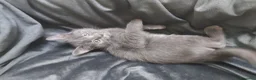 Certosino gatti in vendita: Gattina certosino  - Annuncio 3