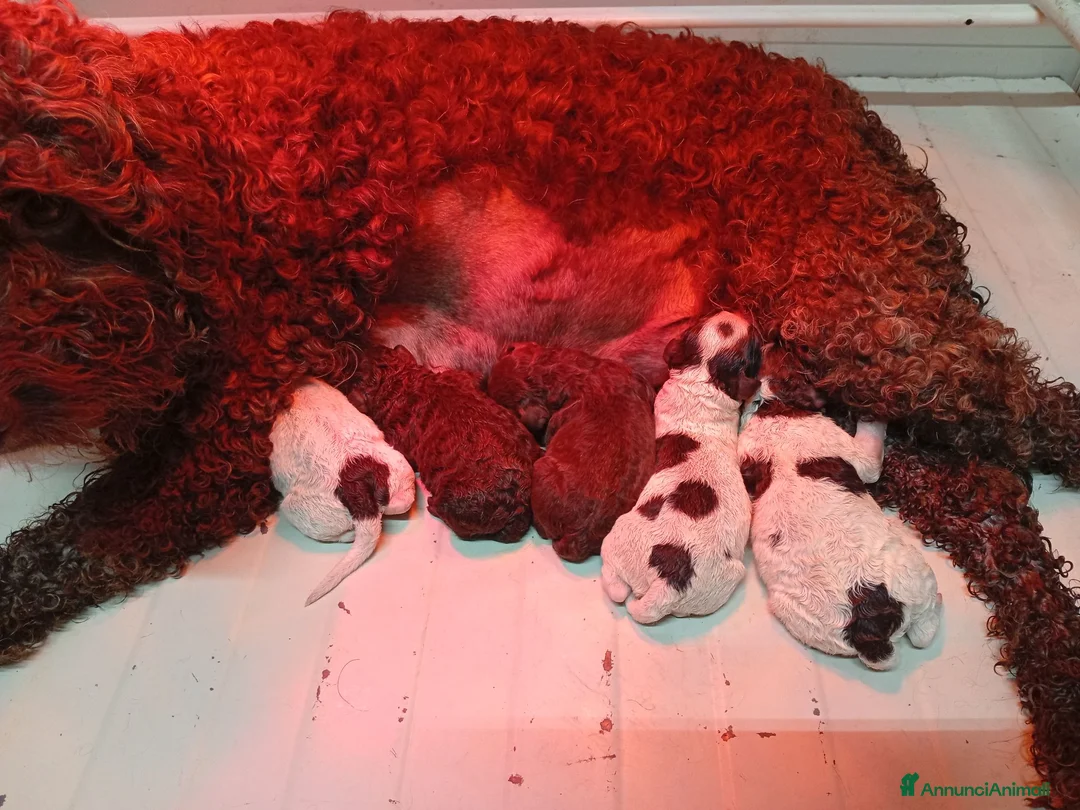 Lagotto cani in vendita: Cuccili di lagotto con pedigree - Annuncio 2