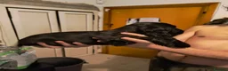 Cocker cani in vendita: Ultimi cuccioli cocker - Annuncio 8