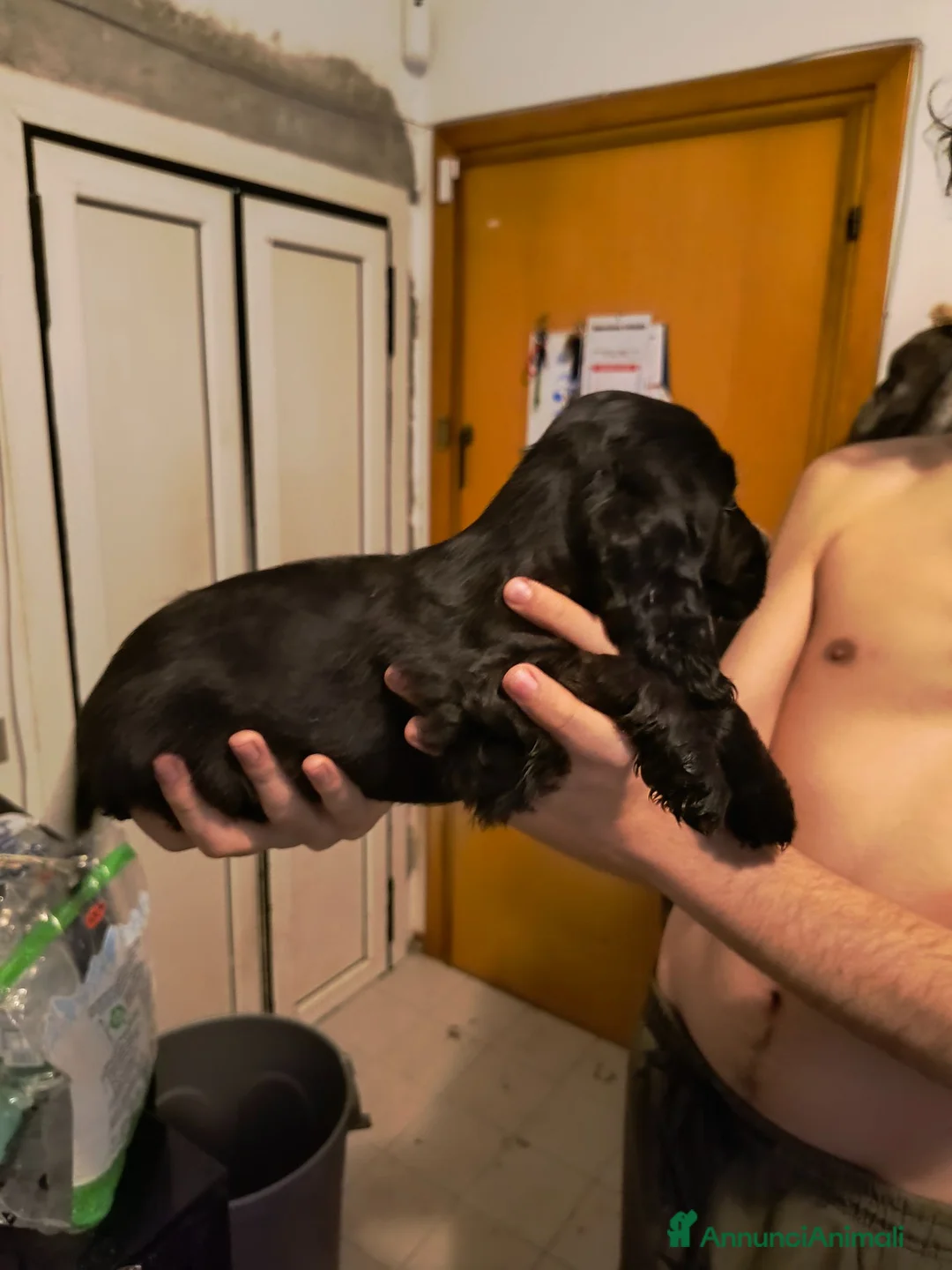 Cocker cani in vendita: Ultimi cuccioli cocker - Annuncio 8