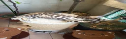 Bengala gatti in vendita: laun splendore cucciola Bengala 🥰  - Annuncio 26