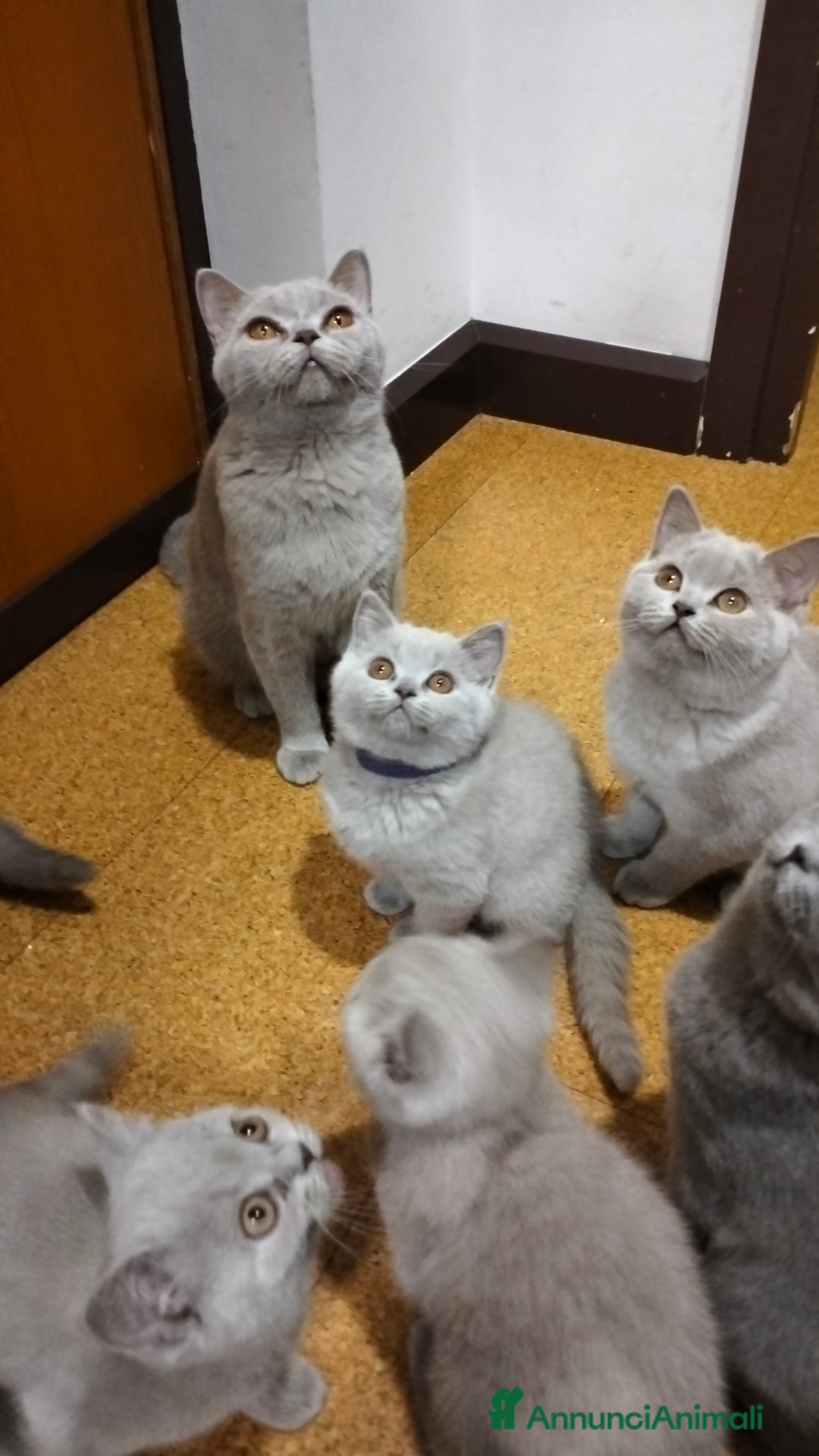 British gatti in vendita: Cuccioli British Shorthair  - Annuncio 11