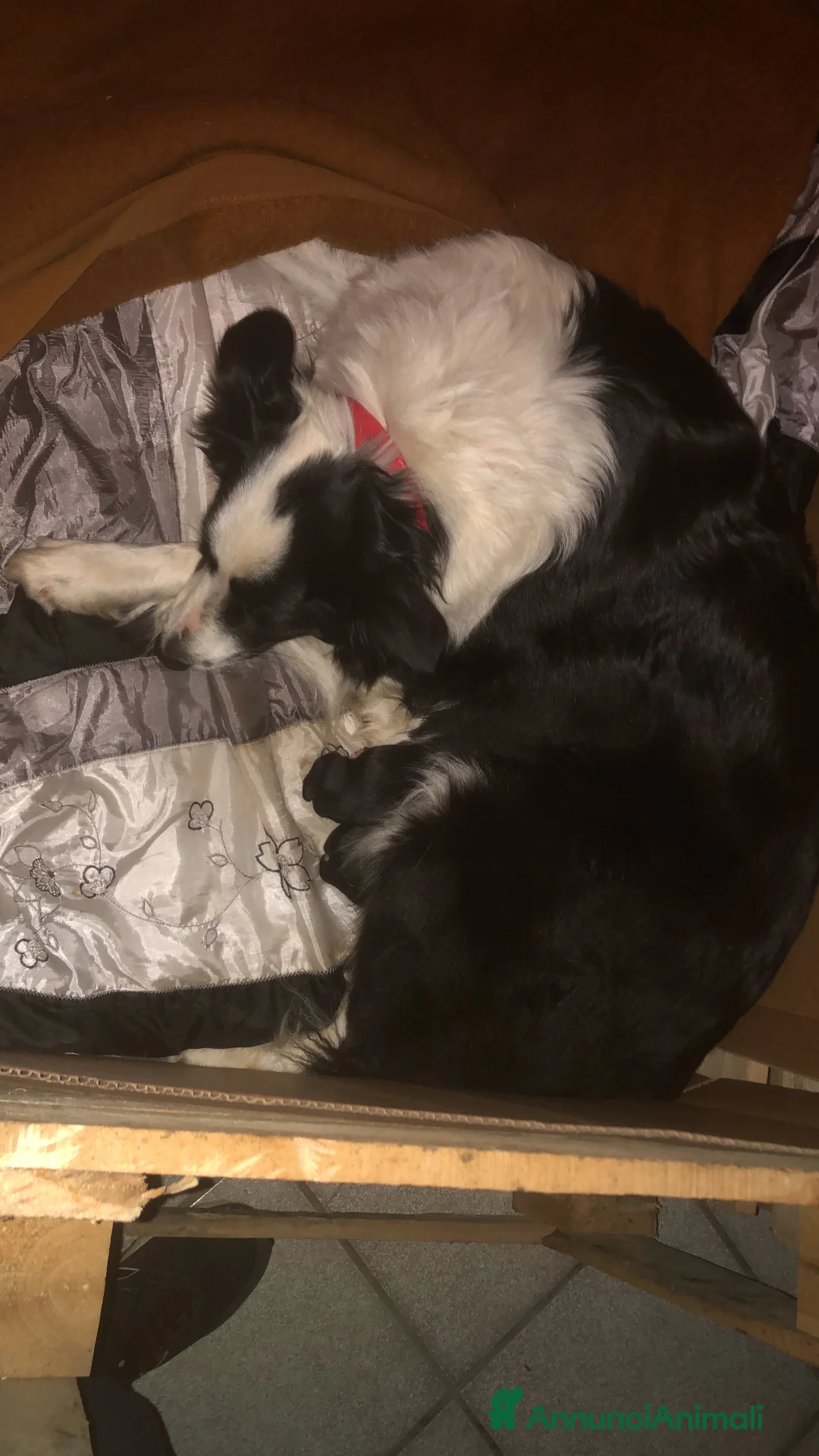 Border Collie cani in vendita: CUCCIOLI DI BORDER COLLIE  - Annuncio 7