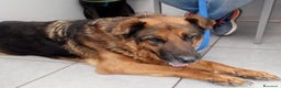 Meticcio cani in regalo: Pastore 11anni PRESTO TORNA IN CANILE.ROMA URGENTE - Annuncio 1