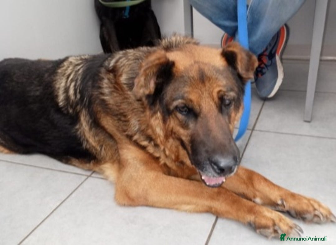 Meticcio cani in regalo: Pastore 11anni PRESTO TORNA IN CANILE.ROMA URGENTE - Annuncio 1