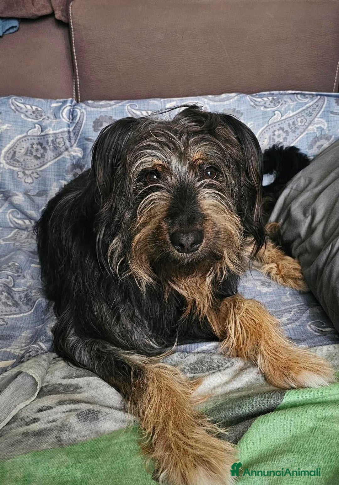 Meticcio cani in regalo: BLACK, affettuoso e vivace meticcio in adozione a Città metropolitana di Milano - Annuncio 2