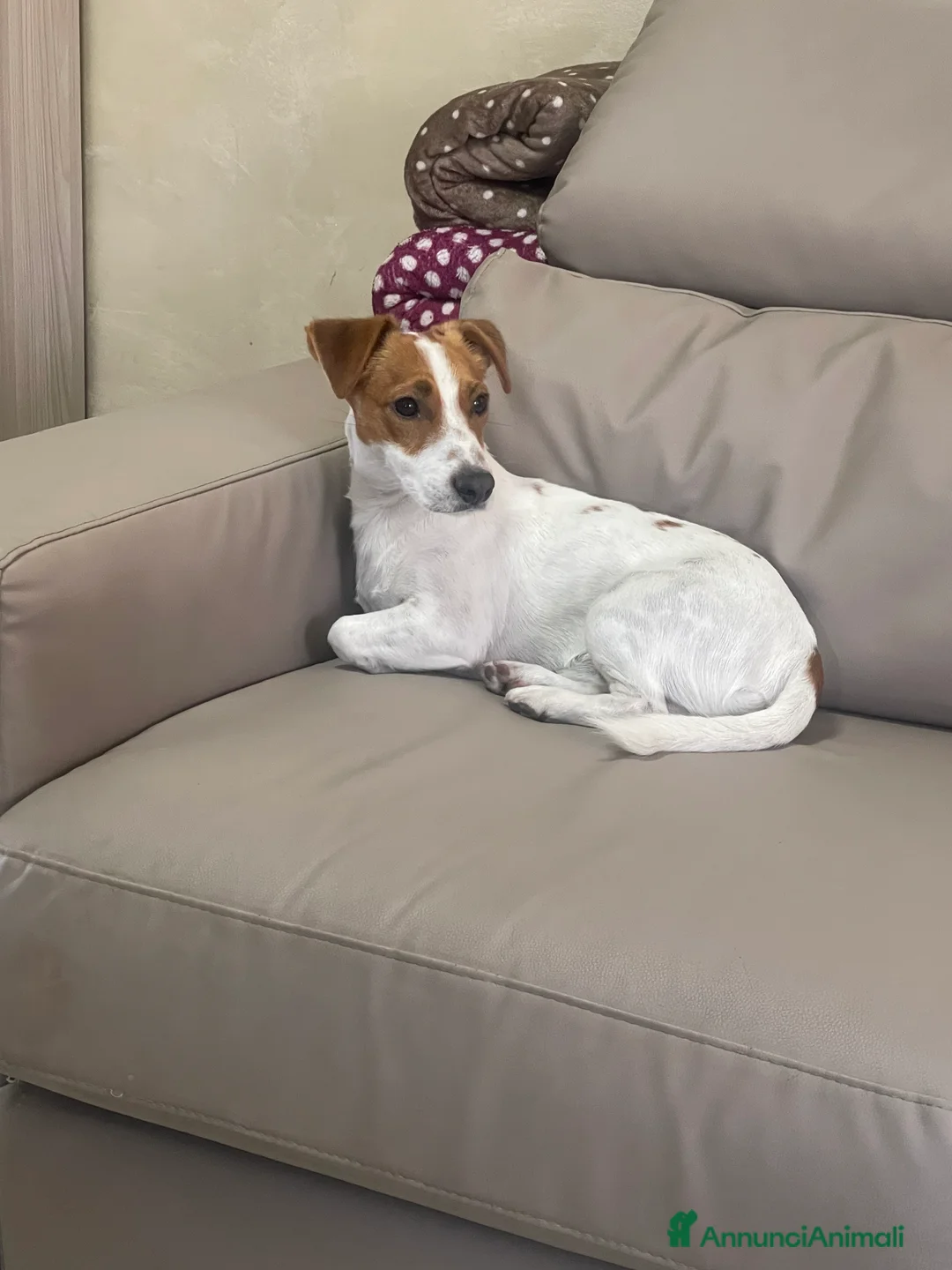 Jack Russell cani in vendita: Cuccioli di jack russel - Annuncio 3