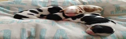 Cavalier King cani in vendita: Cavalier king con pedigree enci  a Provincia di Sondrio - Annuncio 20
