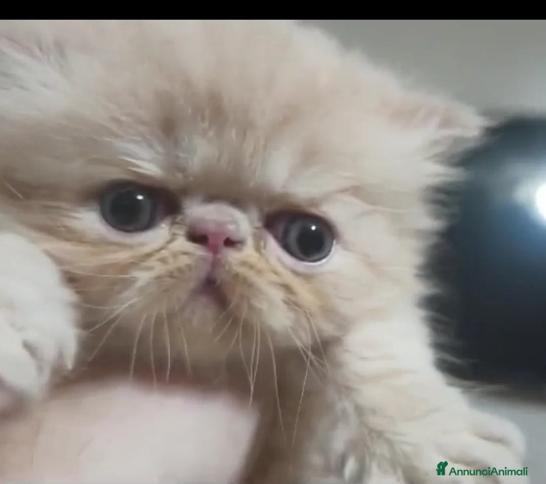 Persiano gatti in vendita: Persiano cuccioli gattini persiani - Annuncio 7