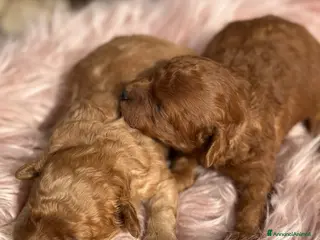 Barboncino cani Cucciole di BARBONCINO - Annuncio 4