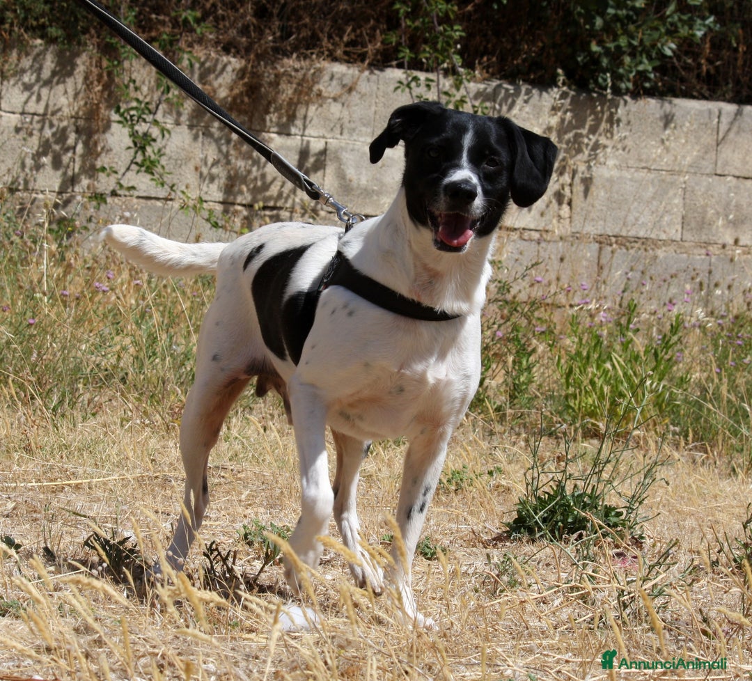 Meticcio cani in regalo: Pedro 2 anni,merita una famiglia - Annuncio 2