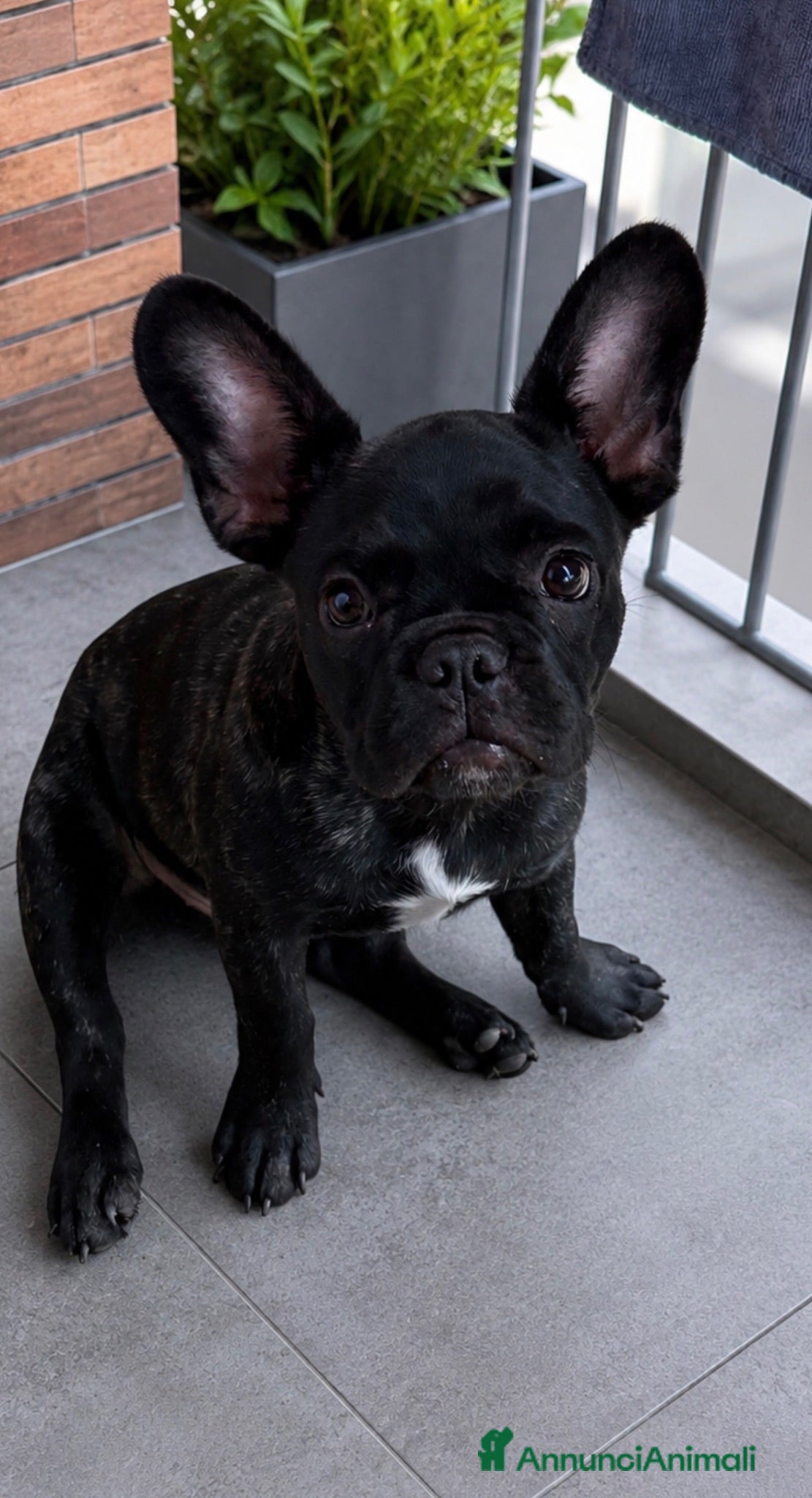 Bulldog Francese cani Cucciolo di bulldog francese  - Annuncio 1