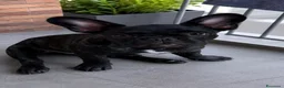 Bulldog Francese cani in vendita: Cucciolo di bulldog francese  - Annuncio 1