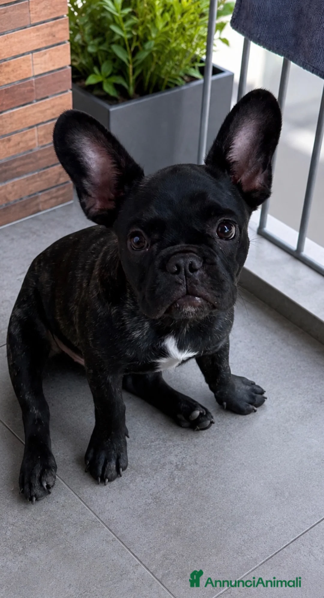 Bulldog Francese cani in vendita: Cucciolo di bulldog francese  - Annuncio 1