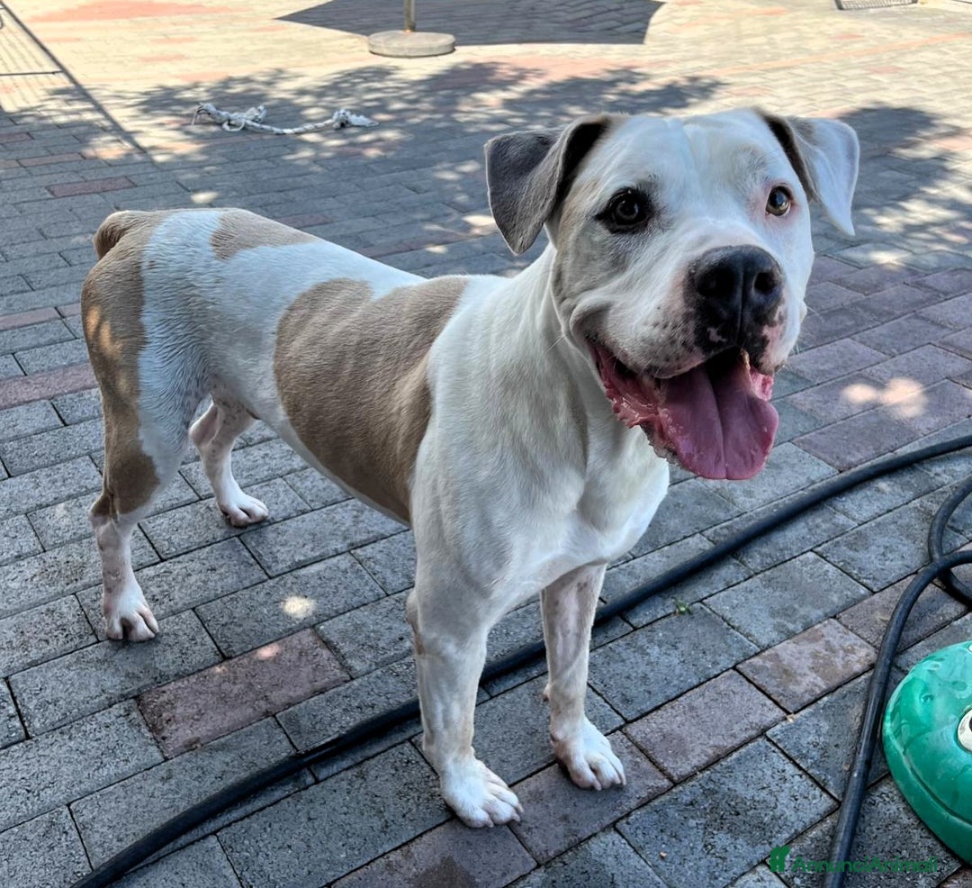 Meticcio cani in regalo: MAMBO PIT - Annuncio 4