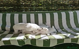 Maltese cani in vendita: Bishon maltese Toy - Immagine 4