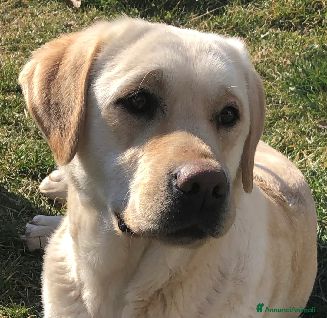 Immagine della galleria {{count}}