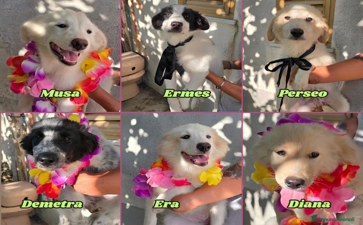 Altre razze cani a Provincia di Parma - Annuncio 2