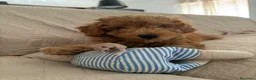 Barboncino Toy cani in vendita: Cucciolo di Barboncino Toy - Annuncio 4