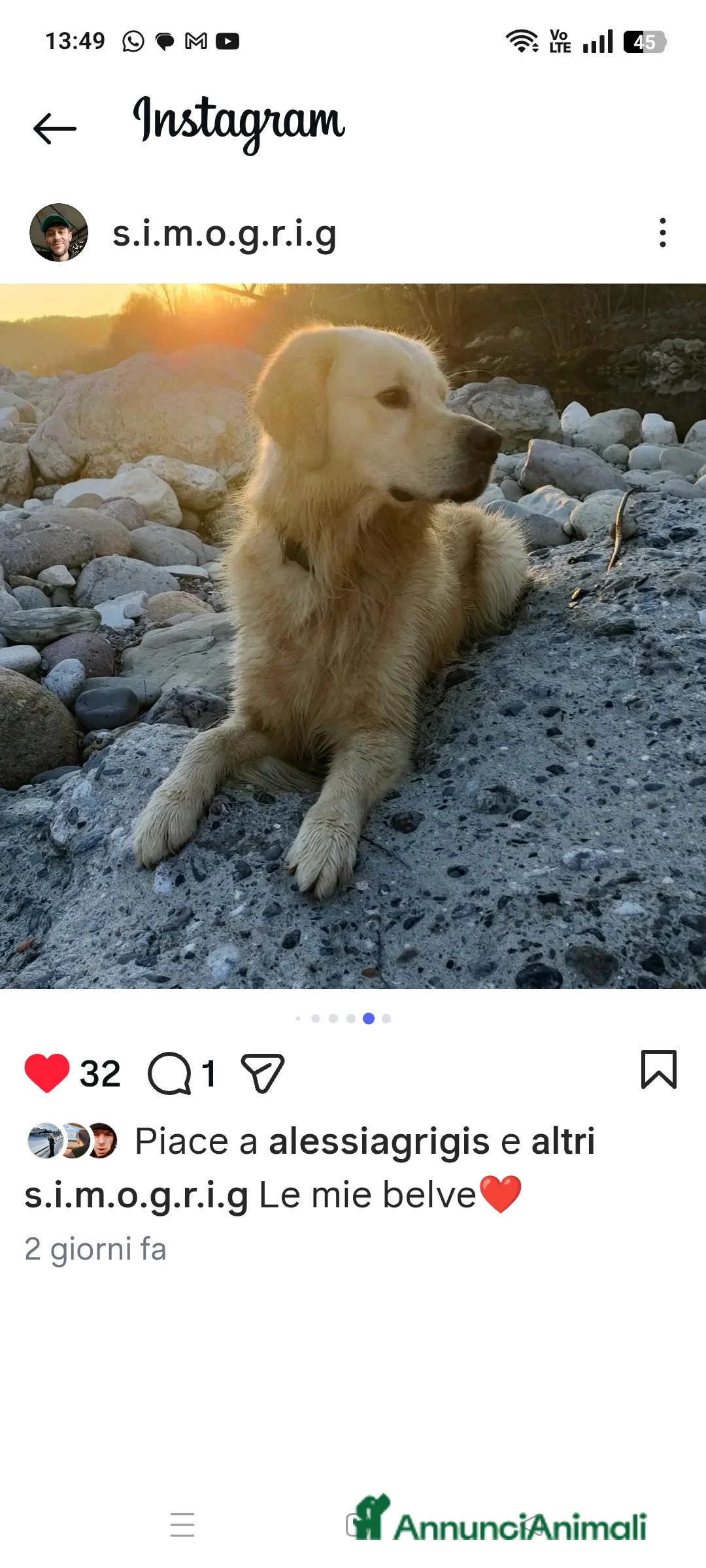 Golden Retriever cani per accoppiamento: stupendo - Annuncio 3