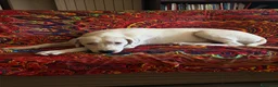 Meticcio cani in regalo: Alice - Annuncio 1