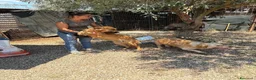 Meticcio cani in regalo: 11 mesi, carattere splendido  - Annuncio 5