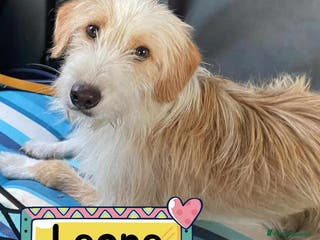 Meticcio cani LEONE dolcissimo spinoncino in adozione Latina - Annuncio 27